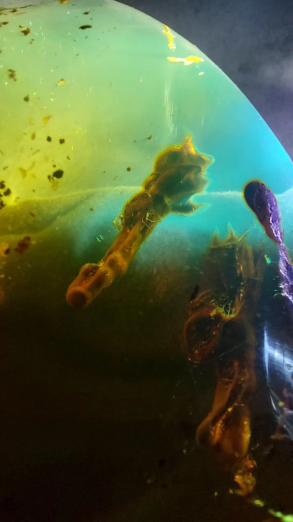 Dominican Blue Amber with Prehistoric Reptile Inclusion