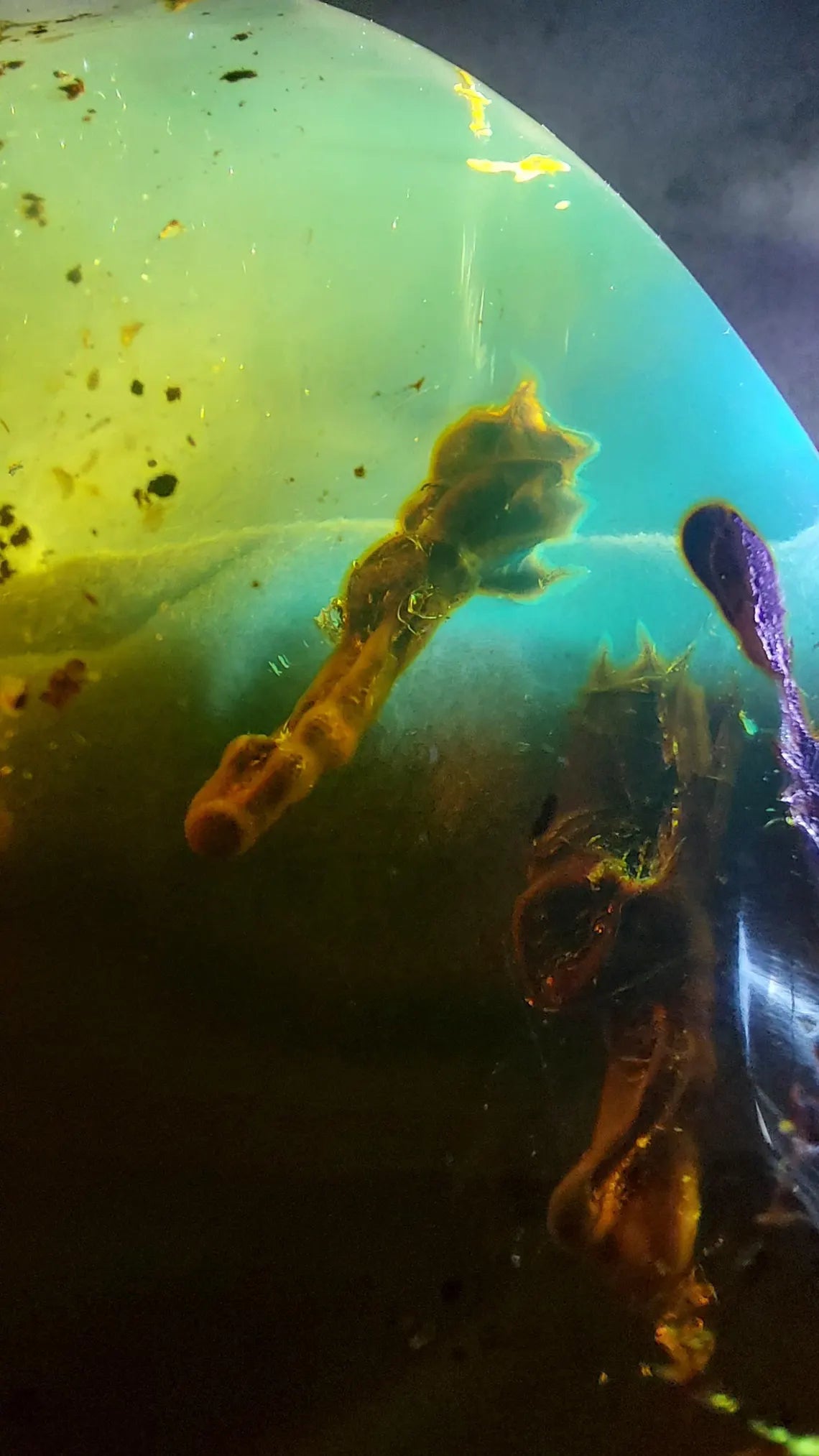 Dominican Blue Amber with Prehistoric Reptile Inclusion