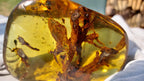 Dominican Blue Amber with Prehistoric Reptile Inclusion