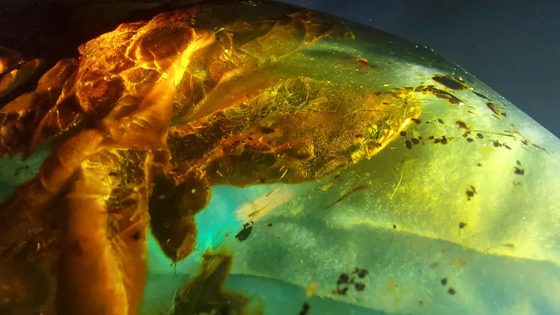 Dominican Blue Amber with Prehistoric Reptile Inclusion