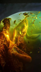 Dominican Blue Amber with Prehistoric Reptile Inclusion