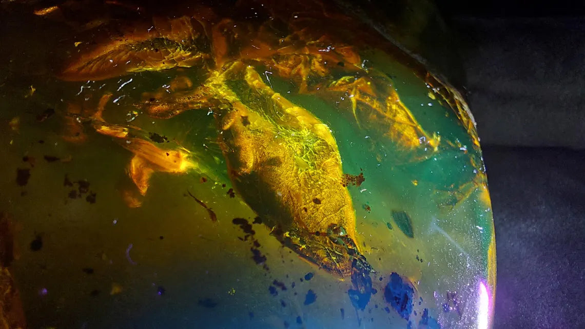 Dominican Blue Amber with Prehistoric Reptile Inclusion